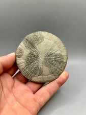 3.3 perfect round for sale  Sparta