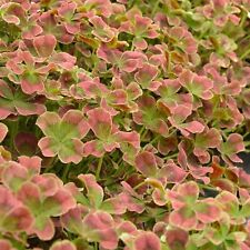 Trifolium clover plug for sale  LONDON