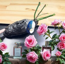 Perfume rose bush for sale  BIRMINGHAM