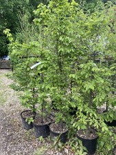 instant hedging for sale instant hedging for sale SPALDING