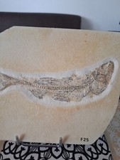 Fisch fossilien solnhofen gebraucht kaufen  Xanten