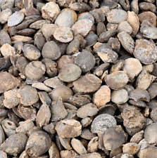 Agatized fossil clams for sale  Rockledge