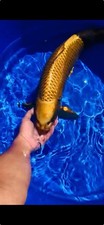 Koi kin kabuto for sale  Irmo