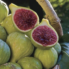 Seedling ischia fig for sale  Kingsburg