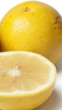 Pianta pompelmo giallo usato  Italia