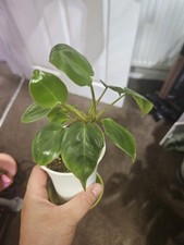 Philodendron burle marx for sale  YEOVIL