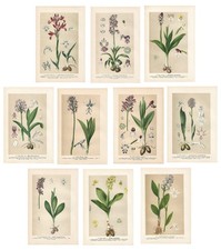 Stampe antiche orchidea usato  Lecco