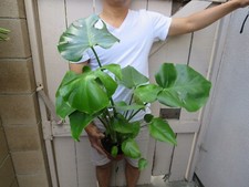 Philodendron deliciosa split for sale  Garden Grove