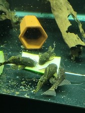 Brown bristlenose plecos for sale  Cincinnati