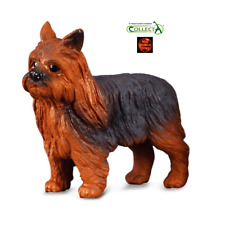 Yorkshire terrier yorkie d'occasion  Expédié en Belgium