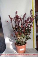 Pianta photinia nanain usato  Torre Canavese