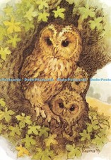 D213175 tawny owl for sale  WARLINGHAM