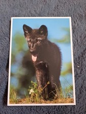 Tier postkarte usa gebraucht kaufen  Hamburg