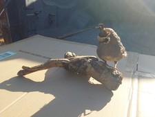 Taxidermy california quail for sale  Oakdale