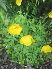 250 yellow welsh for sale  LONDON