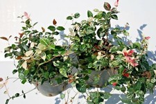 Rhyncospermum asiaticum tricol usato  Caravaggio