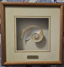 Chambered nautilus pompilius for sale  Schertz