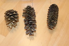 Christbaumkugeln zapfen tannen gebraucht kaufen  Bielefeld