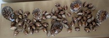 Meeresschnecken cypraea gebraucht kaufen  Halver