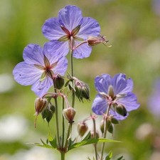 Geranium pratense meadow for sale Geranium pratense meadow for sale  TRURO