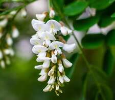 Robinia pseudoacacia robinia usato  Napoli