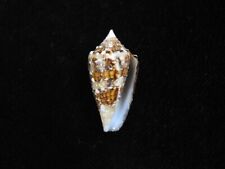 Sea shell conus for sale  SOUTHAMPTON