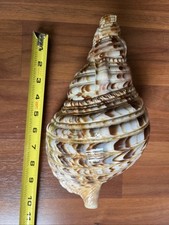 Large huge triton for sale  Acworth