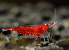Lot crevettes red d'occasion  Fougères