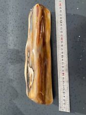 Bois pétrifié fossilisé d'occasion  La Roche-sur-Yon