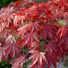 maple tree for sale maple tree for sale SOUTHAMPTON