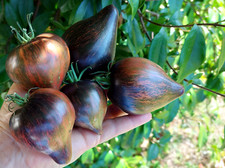 Graines tomate rare d'occasion  Poisy