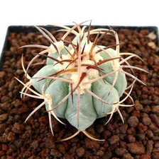Echinocactus horizonthalonius usato  Italia