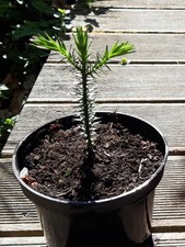 Araucaria araucana schmucktann gebraucht kaufen  Ennepetal