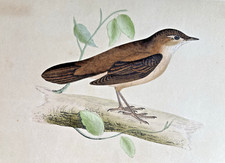Savi warbler antique for sale  UK