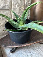 Aloe maculata plants for sale  Waxahachie