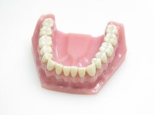 Frasaco dental modell gebraucht kaufen  Castrop-Rauxel