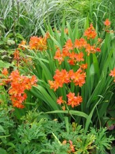 Pick crocosmia bulbs for sale  Hayden