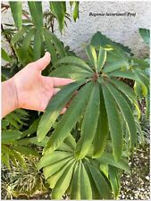 Begonia luxurians 1 for sale  Shipping to Ireland