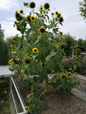 Xxl riesen sonnenblumen gebraucht kaufen  Öhringen