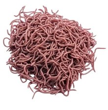 Fake worms super for sale  WARRINGTON