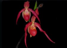 Phragmipedium ingrid suarez for sale  Daly City