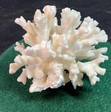 Piece white cauliflower for sale  Washington