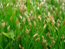 Eleocharis acicularis marginal for sale Eleocharis acicularis marginal for sale  MARKET RASEN