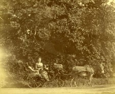Donkey carriage elegant for sale  STOCKPORT