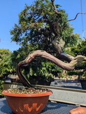 Bonsai ginepro sabina usato  Gabicce Mare