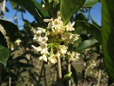 Fragrant tea olive for sale  Arlington