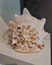 Cassis cornuta große gebraucht kaufen Cassis cornuta große gebraucht kaufen  Wedemark