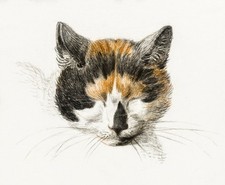 Head calico cat for sale  USA