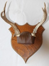 taxidermy plaques for sale taxidermy plaques for sale Phoenix