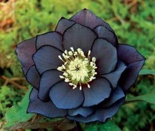 Helleborus black flower for sale  NORTHAMPTON